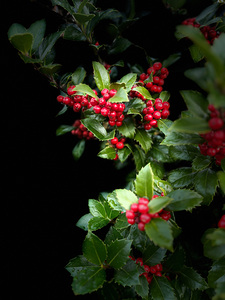 Holly with Berries